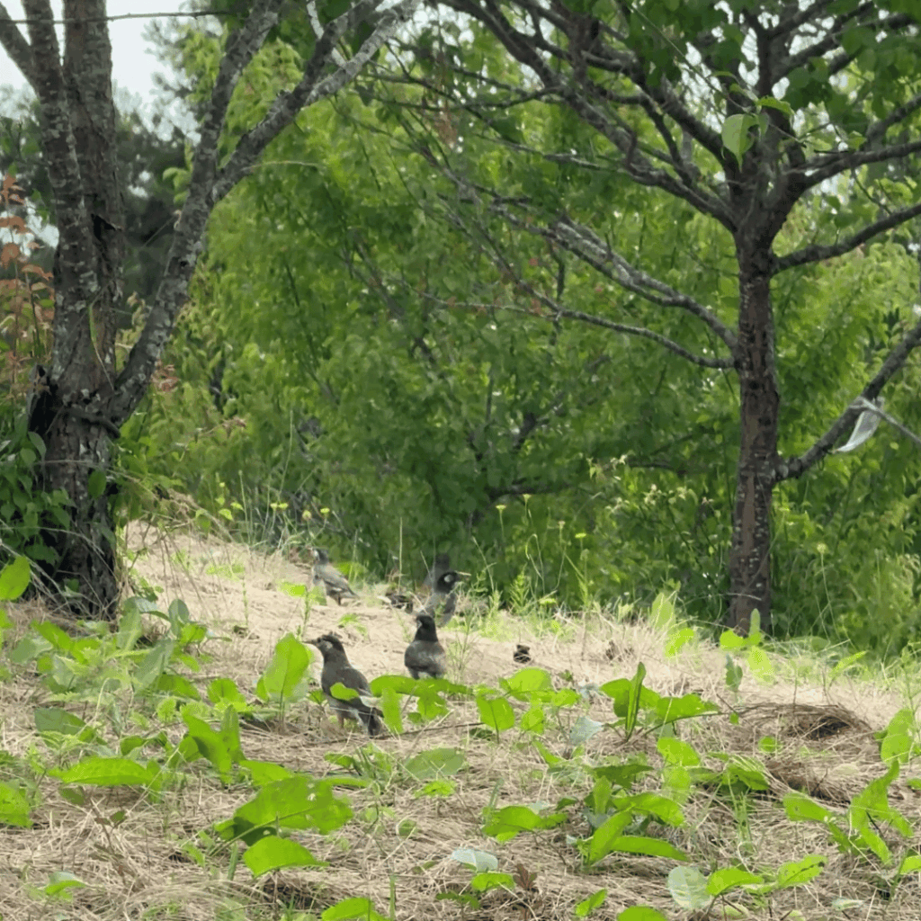 鳥たちのレストラン状態!