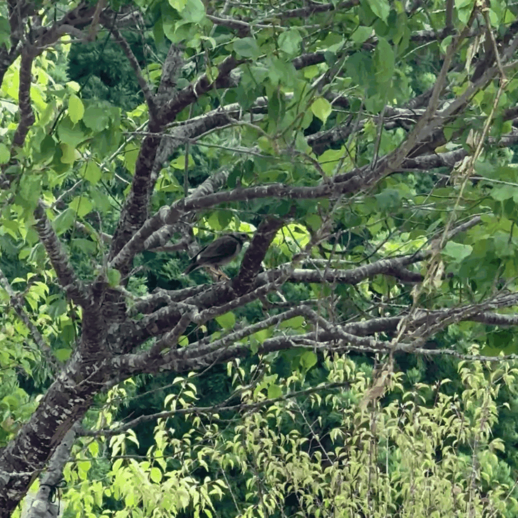 お休みする鳥の姿