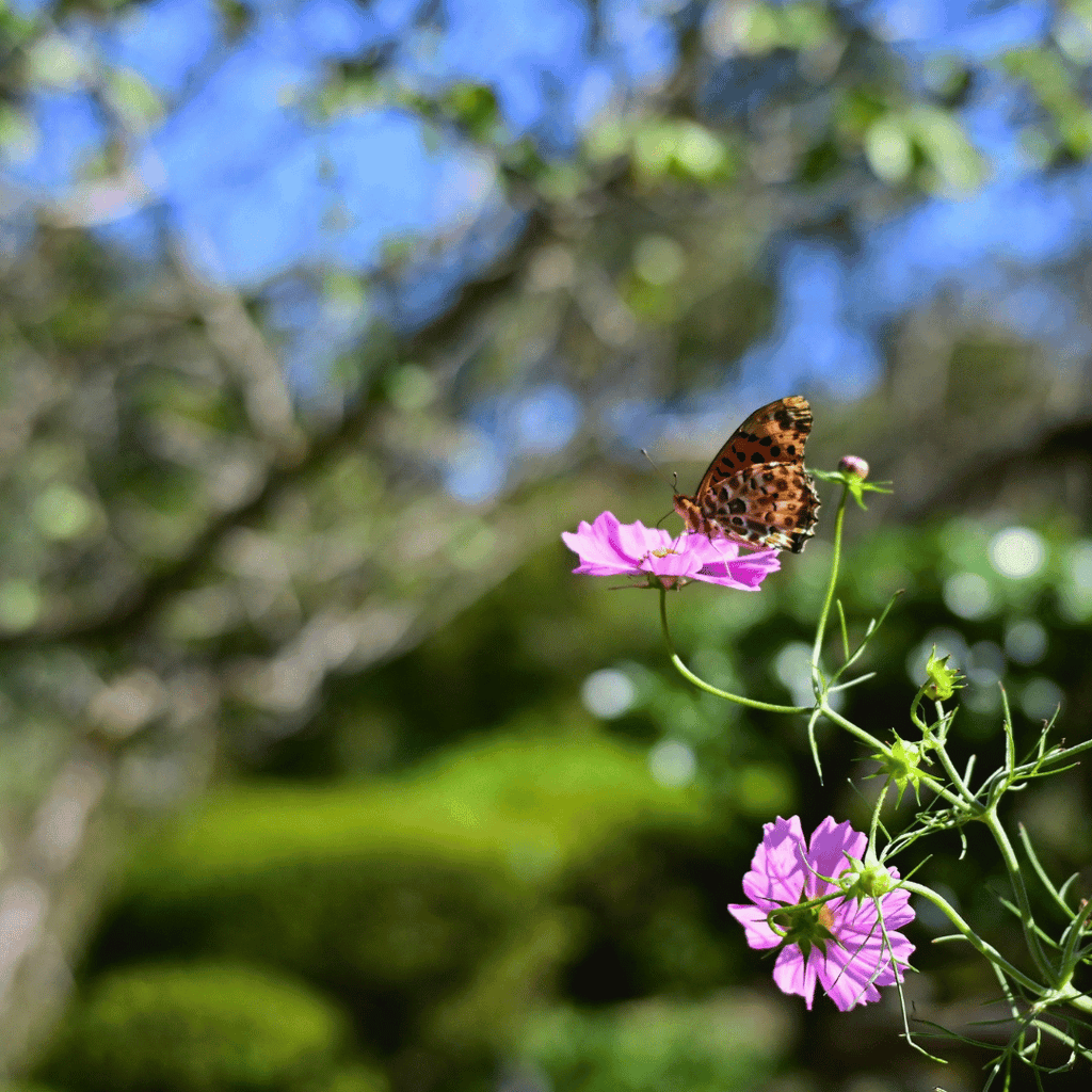 青梅市梅の公園のコスモス