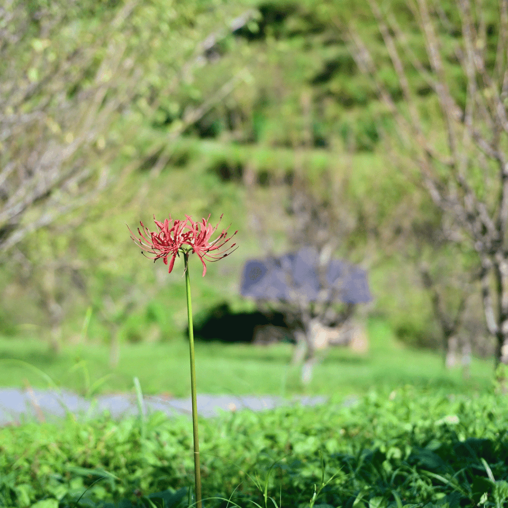 青梅市梅の公園の彼岸花
